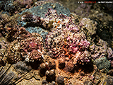 Scorpionfish