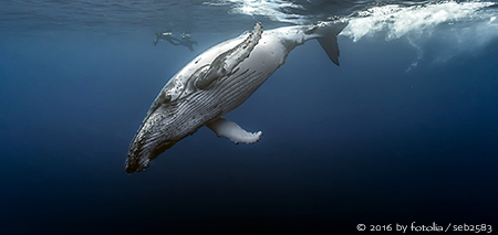 Buckelwal - Meeresschutz